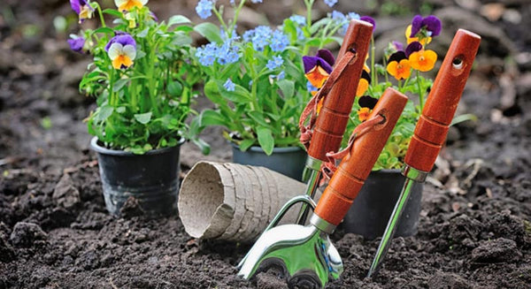Popular Home Gardening Tips for Beginners